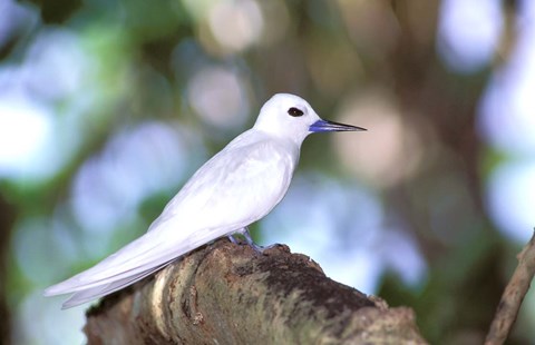 Framed Fairy Tern, Aride Island, Seychelles, Africa Print