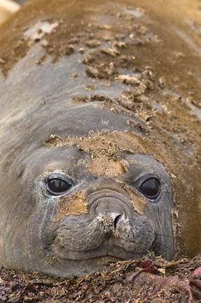 Framed Antarctica, Aitcho Island, Southern elephant seals Print