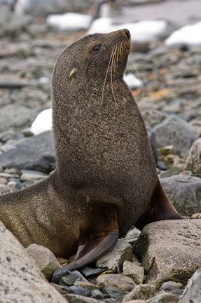 Framed Antarctica, Cuverville Island, Antarctic fur seal Print