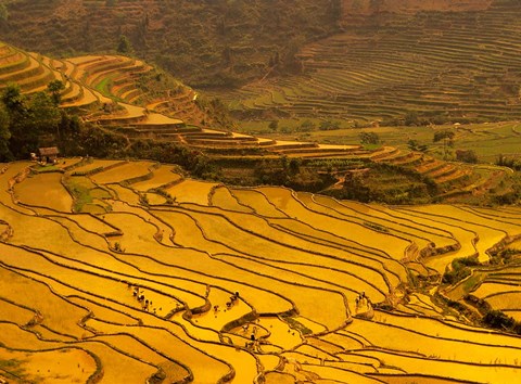 Framed Farmers Plant Rice, Luchun, Yunnan, China Print