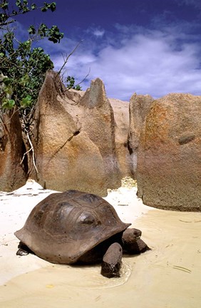 Framed Aldabran Giant Tortoise, Curieuse Island, Seychelles, Africa Print