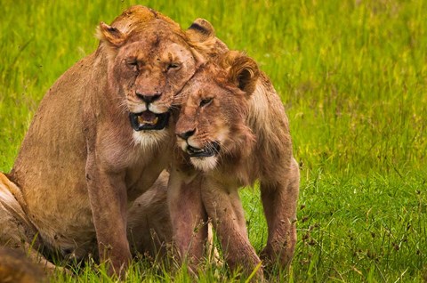 Framed African lions, Ngorongoro Conservation Area, Tanzania Print