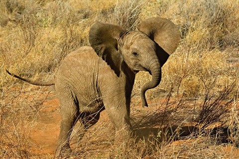 Framed Baby African Elephant, Samburu Game Reserve, Kenya Print