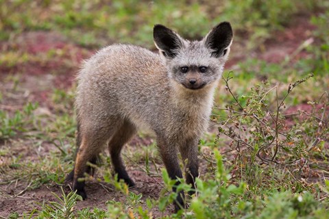 Framed Bat-eared fox, Serengeti NP, Tanzania. Print