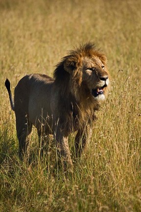 Framed Black maned male Lion, Panthera leo, Masai Mara, Kenya Print