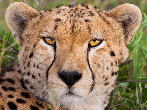 Framed Cheetah, Serengeti National Park, Tanzania Print