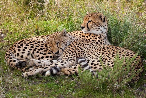 Framed Cheetahs, Serengeti National Park, Tanzania Print