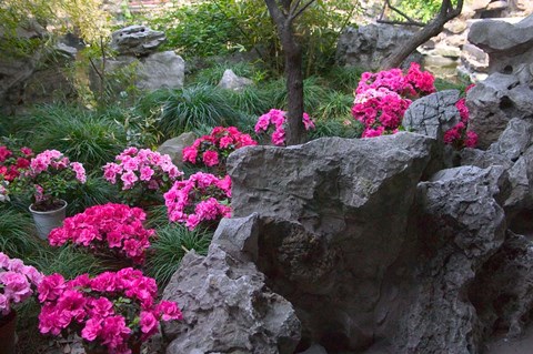 Framed Flowers and Rocks in Traditional Chinese Garden, China Print