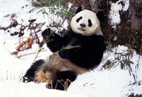 Framed Giant Panda With Bamboo, Wolong Nature Reserve, Sichuan Province, China Print