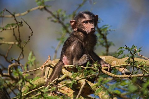 Framed Baby Olive Baboon, Lake Nakuru National Park, Kenya Print