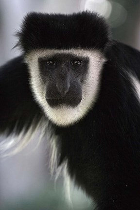 Framed Black and White Colobus Monkey, Lake Nakuru NP, Kenya Print