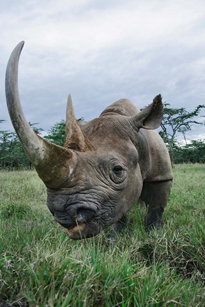 Framed Black Rhinoceros, Kenya Print