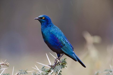 Framed Blue-eared Glossy Starling bird, Lake Nakuru NP, Kenya Print