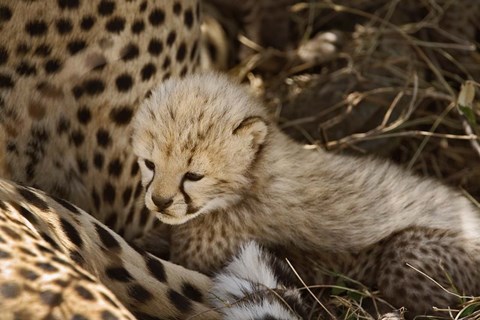 Framed Cheetah cub, Acinonyx jubatus, Masai Mara, Kenya Print