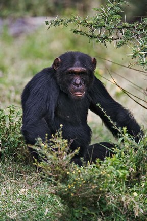 Framed Chimpanzee, Sweetwater Chimpanzee Sanctuary, Kenya Print