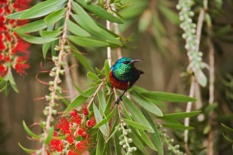 Framed Eastern Double-Collared Sunbird, Nyeri, Kenya Print