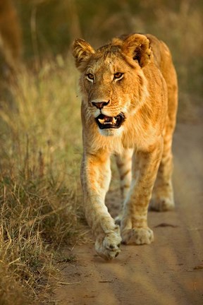 Framed Female Lion Walking At Sunset, Masai Mara, Kenya Print