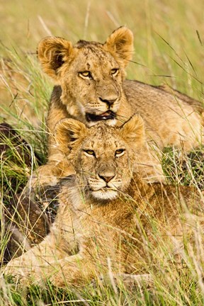 Framed Group of lion cubs, Panthera leo, Masai Mara, Kenya Print