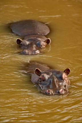 Framed Hippopotamus in river, Masai Mara, Kenya Print