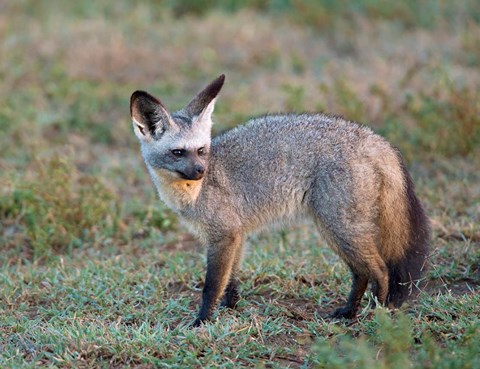 Framed Bat-eared Fox, Serengeti, Tanzania Print