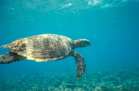 Framed Hawksbill Turtle, Mayotte Island, Comoros, Africa Print