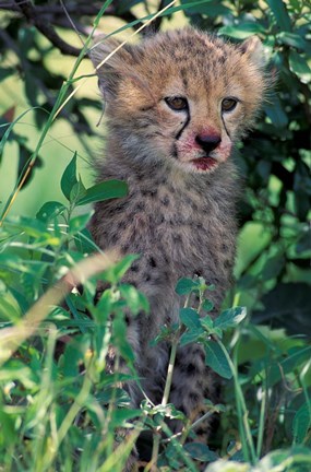 Framed Cheetah Cub, Masai Mara Game Reserve, Kenya Print