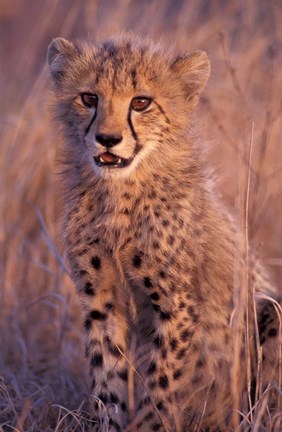 Framed Cheetah, Phinda Reserve, South Africa Print