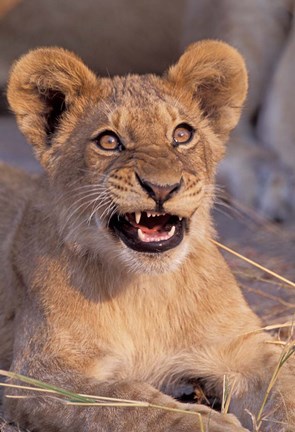 Framed Close-Up of Lion, Okavango Delta, Botswana Print