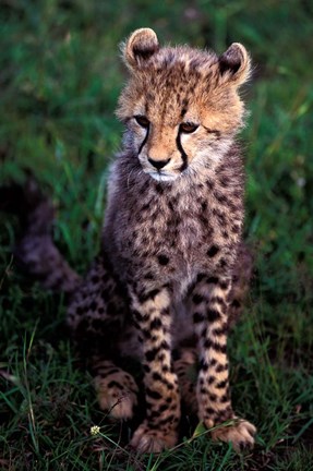 Framed Africa, Kenya, Masai Mara Game Reserve. Cheetah Cub Print