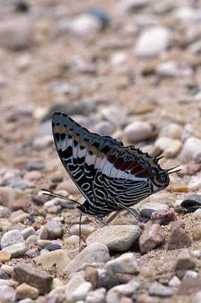 Framed Zebra Butterfly, Gombe National Park, Tanzania Print