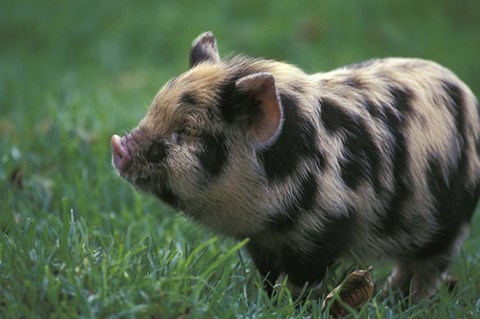 Framed Domestic Farmyard Piglet, South Africa Print