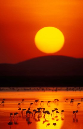 Framed Flock of Lesser Flamingos Reflected in Water at Sunrise, Amboseli National Park, Kenya Print