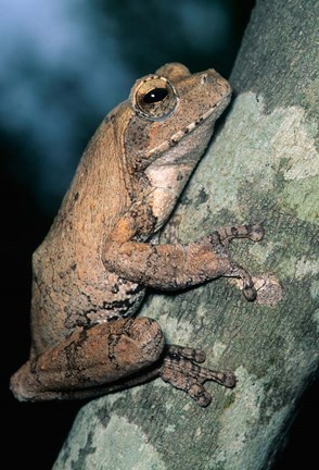 Framed Grey Frog, Kruger NP, South Africa Print