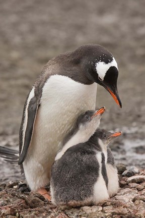 Framed Antarctica, Aitcho Island, Gentoo penguin Print