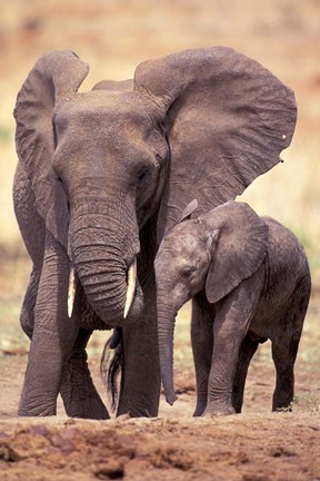 Framed African Elephants, Tarangire National Park, Tanzania Print