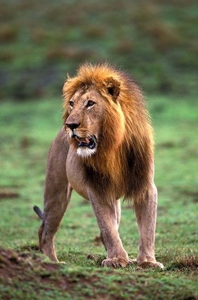 Framed Adult male lion, Masai Mara Game Reserve, Kenya Print