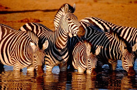 Framed Botswana, Chobe NP, Linyanti Reserve, zebra Print