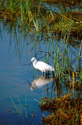 Framed Botswana, Okavango Delta. Egret wildlife Print