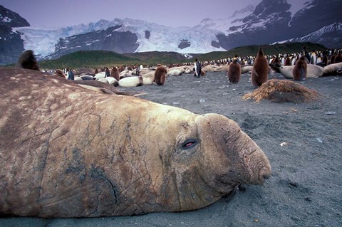 Framed Elephant Seal and King Penguins, South Georgia Island, Antarctica Print
