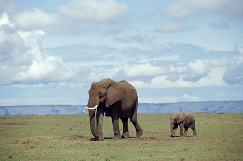 Framed African baby elephant with mother, Masai Mara Game Reserve, Kenya Print