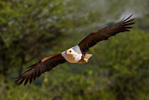 Framed Fish Eagle in Flight, Kenya Print