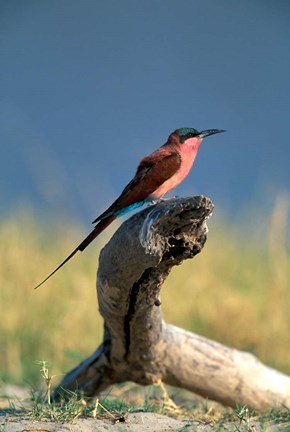 Framed Botswana, Chobe NP, Carmine Bee Eater bird, Chobe River Print