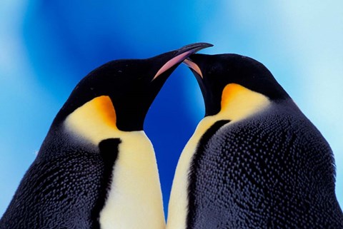 Framed Emperor Penguin Pair, Antarctica Print