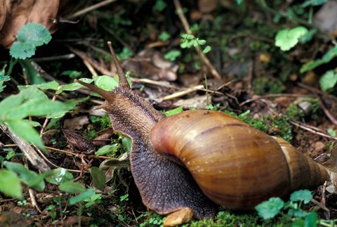 Framed Giant African Land Snail, Gombe National Park, Tanzania Print