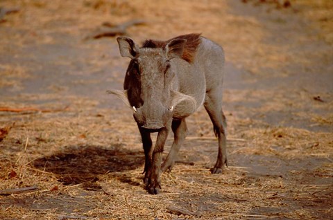 Framed Botswana, Chobe NP, Linyanti, Warthog Print