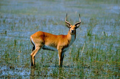 Framed Botswana, Okavango Delta, Red Lechwe wildlife Print