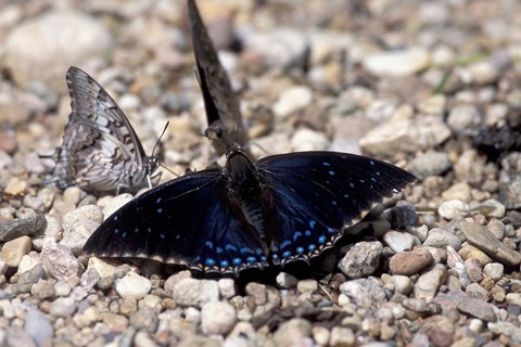 Framed Black Butterfly, Gombe National Park, Tanzania Print