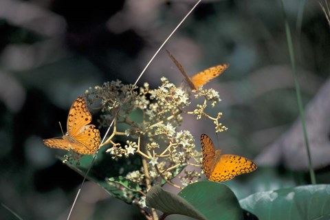 Framed Butterflies, Gombe National Park, Tanzania Print