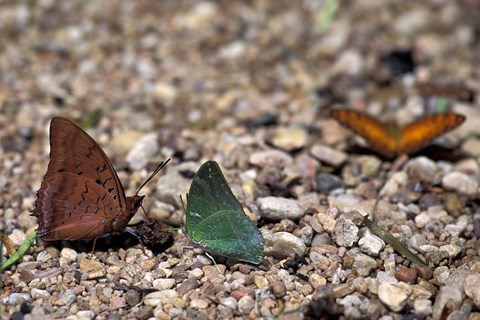 Framed Three Butterflies, Gombe National Park, Tanzania Print
