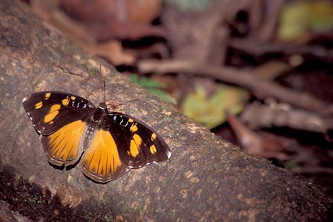 Framed Resting Butterfly, Gombe National Park, Tanzania Print